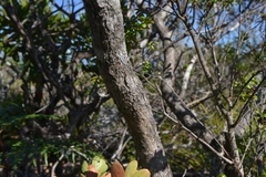 Uromyrtus thymifolia