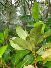 Quintinia sieberi