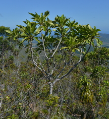 Myodocarpus