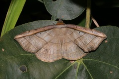 Entomogramma fautrix