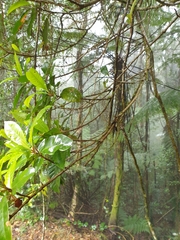 Quintinia sieberi
