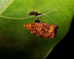 Phaecasiophora cornigera