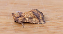 Papaipema harrisii