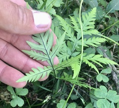 Doryopteris concolor
