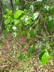 Pennantia cunninghamii