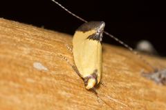 Microbela epicona
