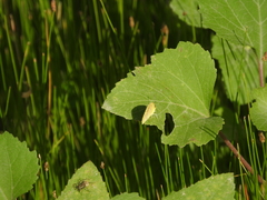 Abaeis mexicana