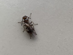 Encyrtinae