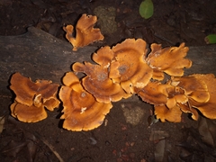 Favolus acervatus