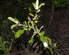 Tarchonanthus littoralis