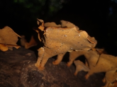 Favolus acervatus