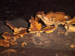 Favolus acervatus