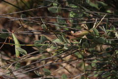 Cynanchum obtusifolium