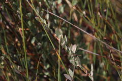 Cynanchum obtusifolium