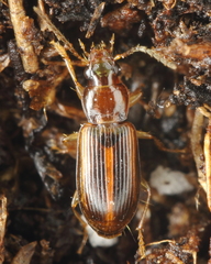 Bradycellus rupestris