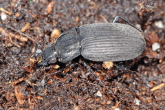 Chlaenius niger