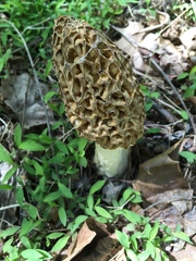 Morchella