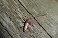 Eburida quadriguttata