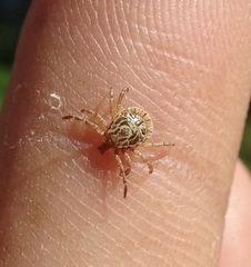 Amblyomma cajennense