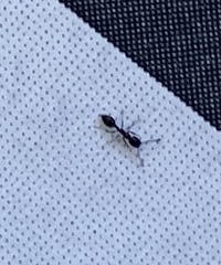 Monomorium
