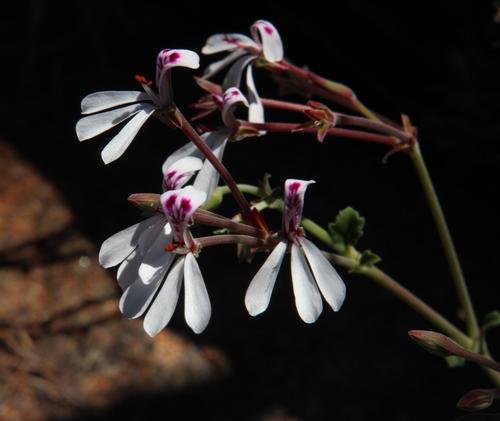 Pelargonium dichondrifolium