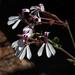 Pelargonium dichondrifolium - Photo (c) Tony Rebelo, μερικά δικαιώματα διατηρούνται (CC BY-SA), uploaded by Tony Rebelo
