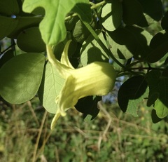 Schizocarpum palmeri