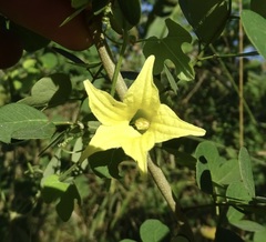 Schizocarpum palmeri