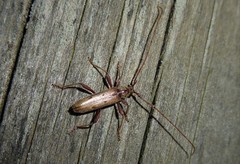 Eburida quadriguttata