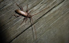 Eburida quadriguttata