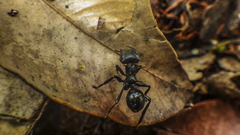 Cephalotes atratus