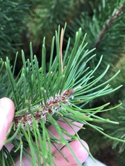 Pinus