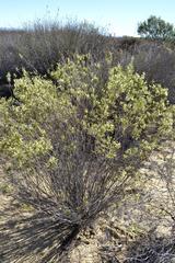 Struthiola leptantha