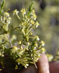 Struthiola leptantha