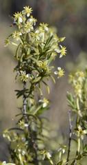 Struthiola leptantha