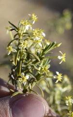 Struthiola leptantha