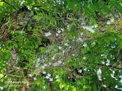 Dendrobium crumenatum