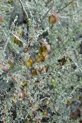 Wiborgia sericea