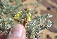 Wiborgia sericea