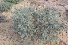 Wiborgia sericea