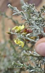 Wiborgia sericea