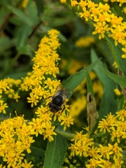 Colletes simulans
