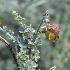 Wiborgia sericea