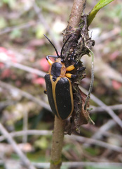 Mecistomela marginata