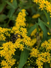 Colletes simulans