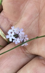 Verbena montevidensis