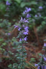 Hedeoma palmeri