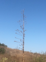 Hesperoyucca whipplei