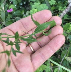 Verbena montevidensis