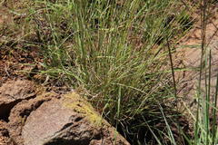 Aristida diffusa diffusa